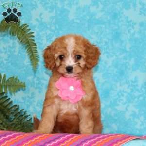 Katrina, Cavapoo Puppy